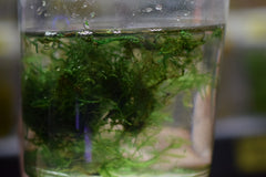Peacock Moss