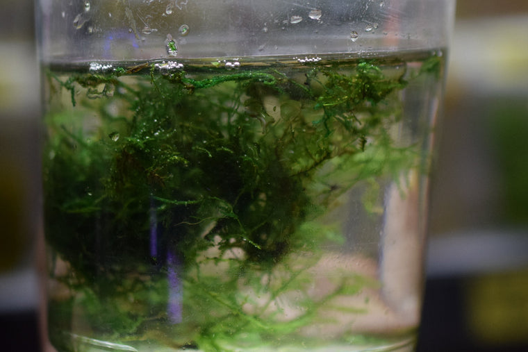 Peacock Moss