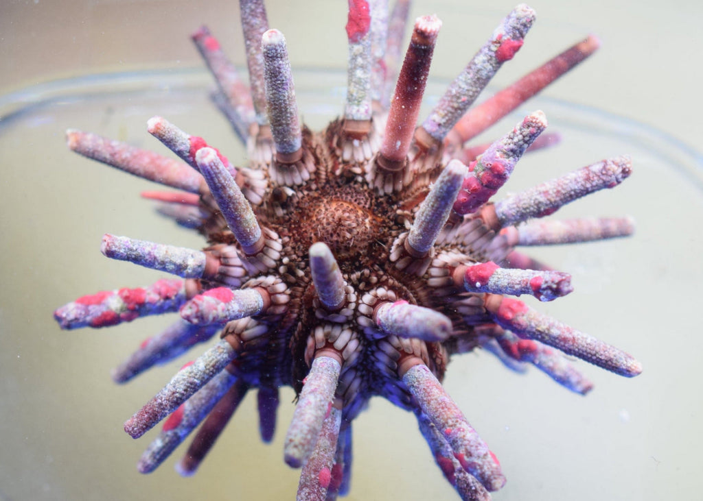 Pencil Urchin