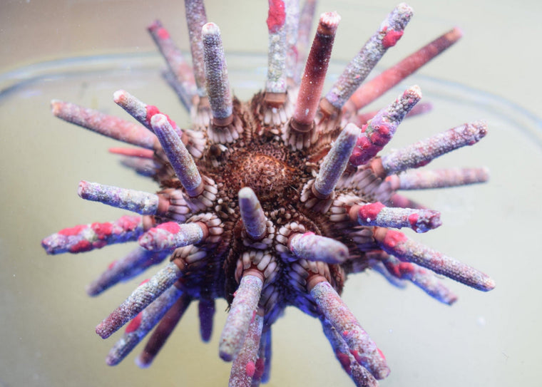 Pencil Urchin