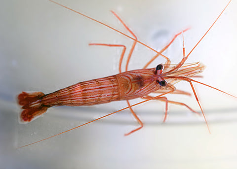 Peppermint Shrimp