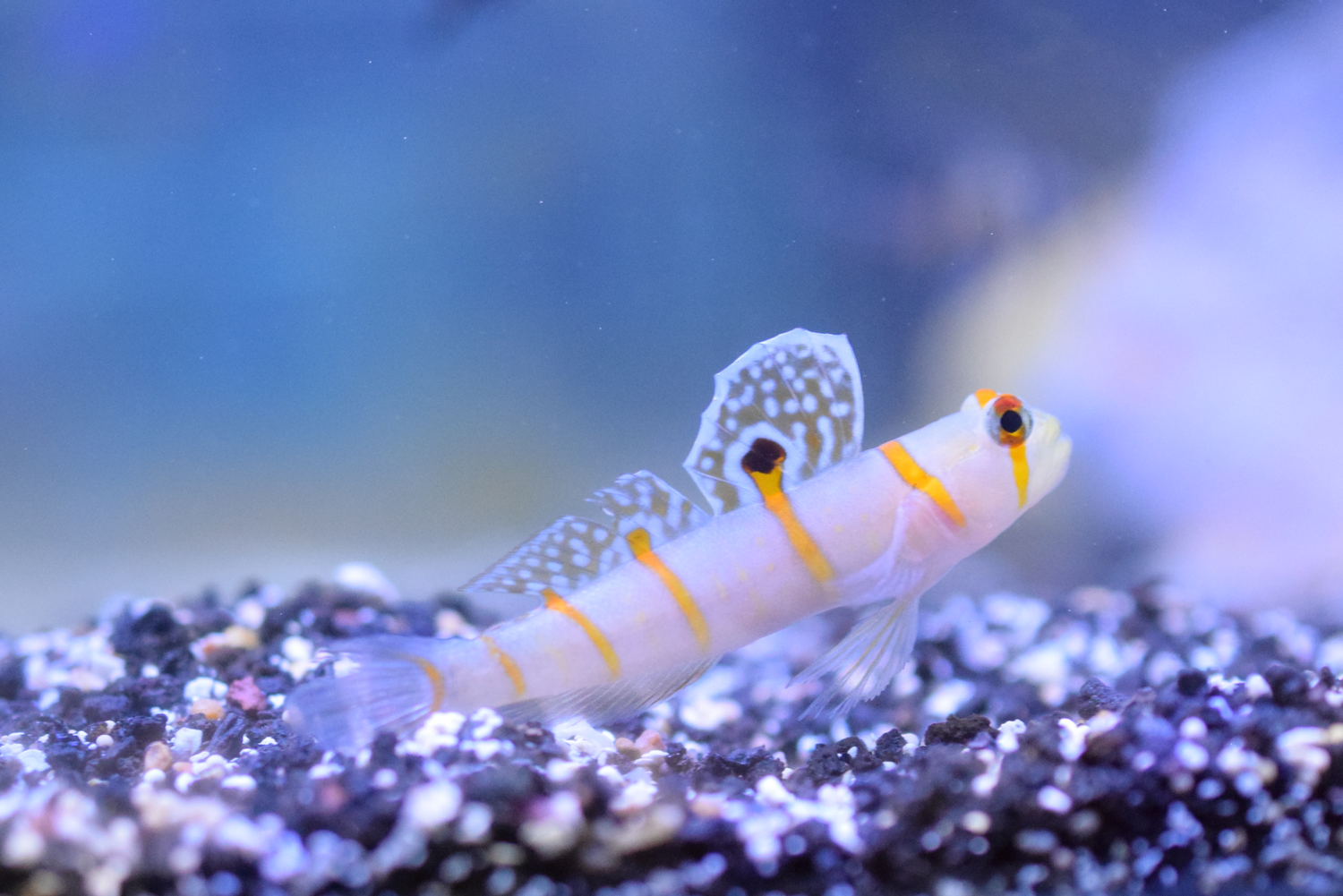 Randalli Goby