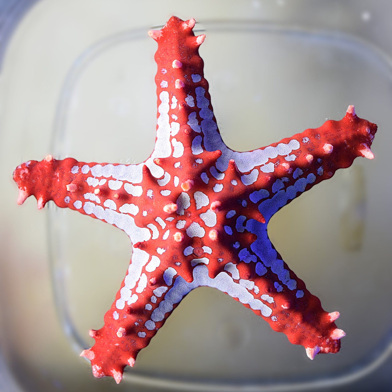 Red General Starfish