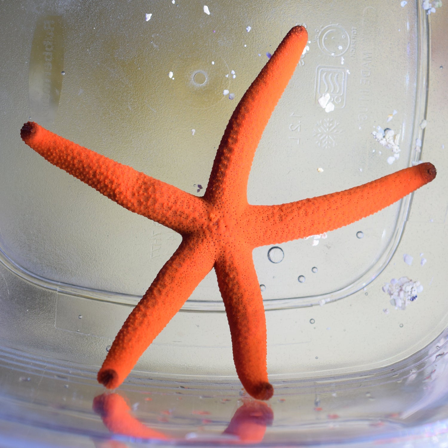 Red Linckia Starfish