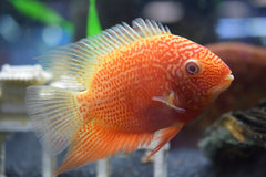 Red Severum