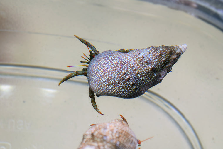 Red Tip Reef Hermit
