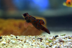 Mandarin Dragonet