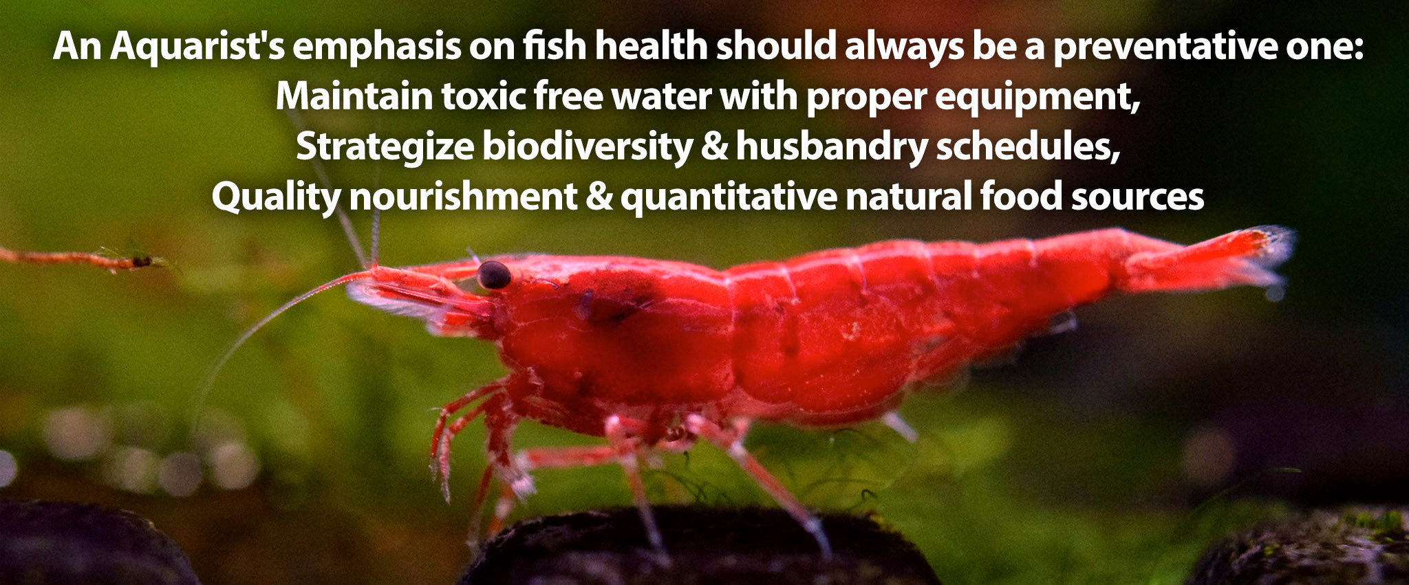 Tropical fish Store | Aquarium Supplies | Aquarium store Clifton NJ