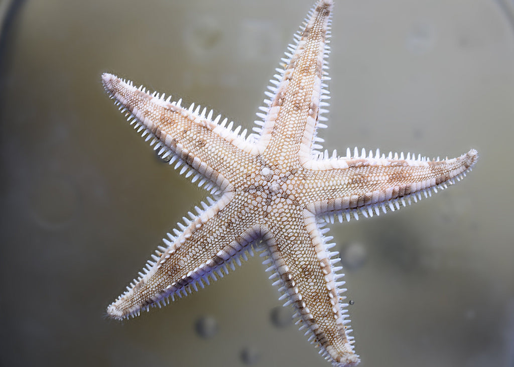 Sand Sifting Starfish