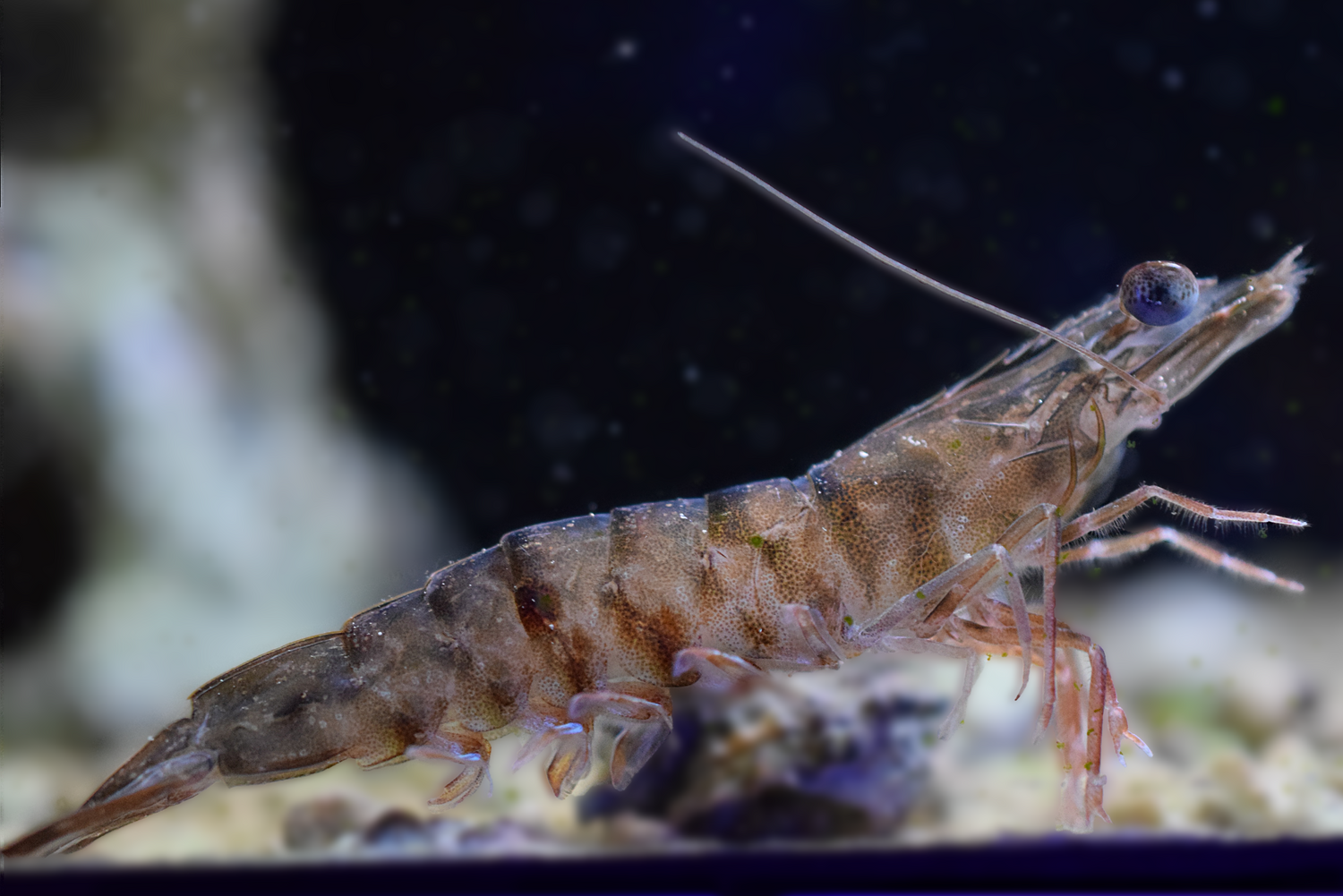 Sandy Brown Shrimp