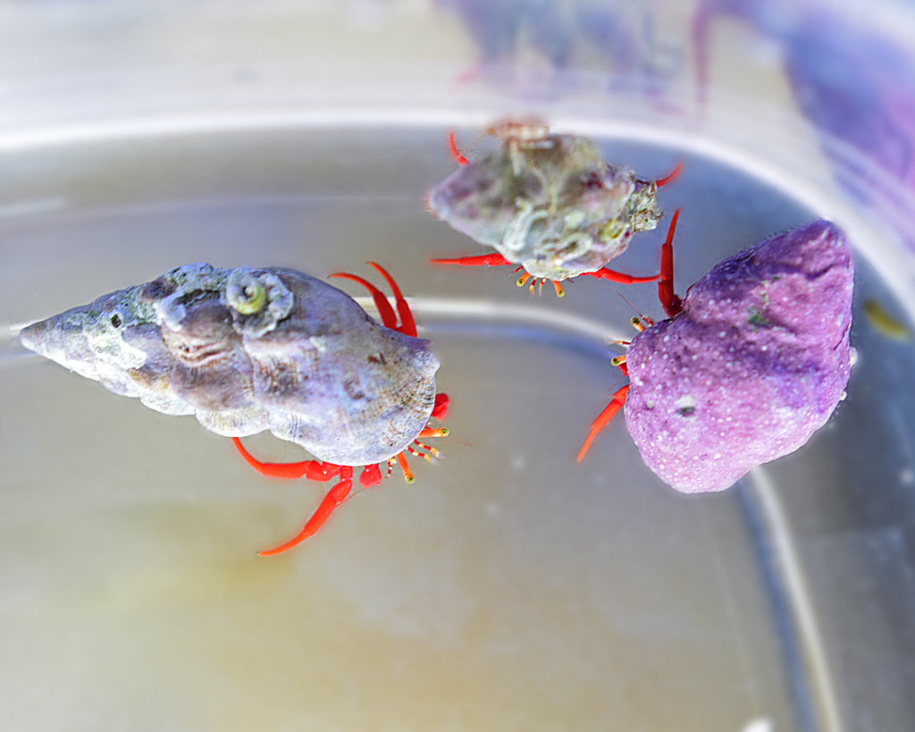 Scarlet Hermit Crabs
