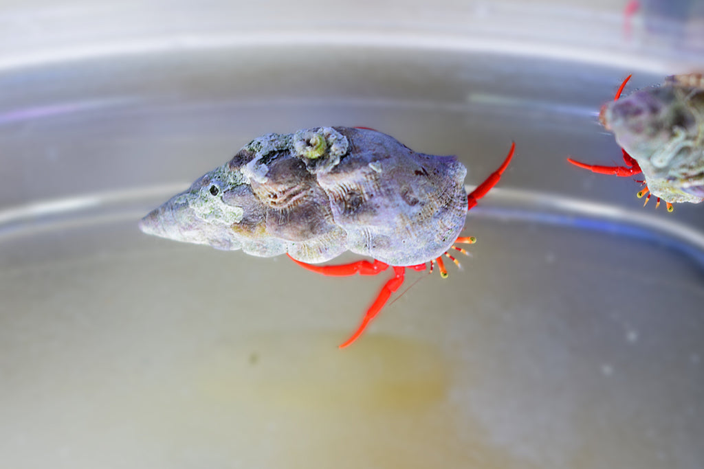 Scarlet Hermit Crabs