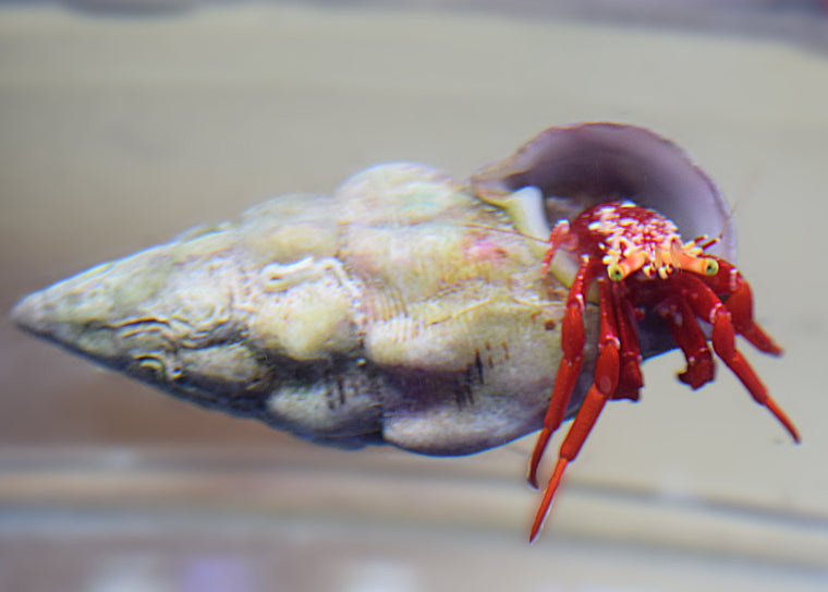 Scarlet Hermit Crabs
