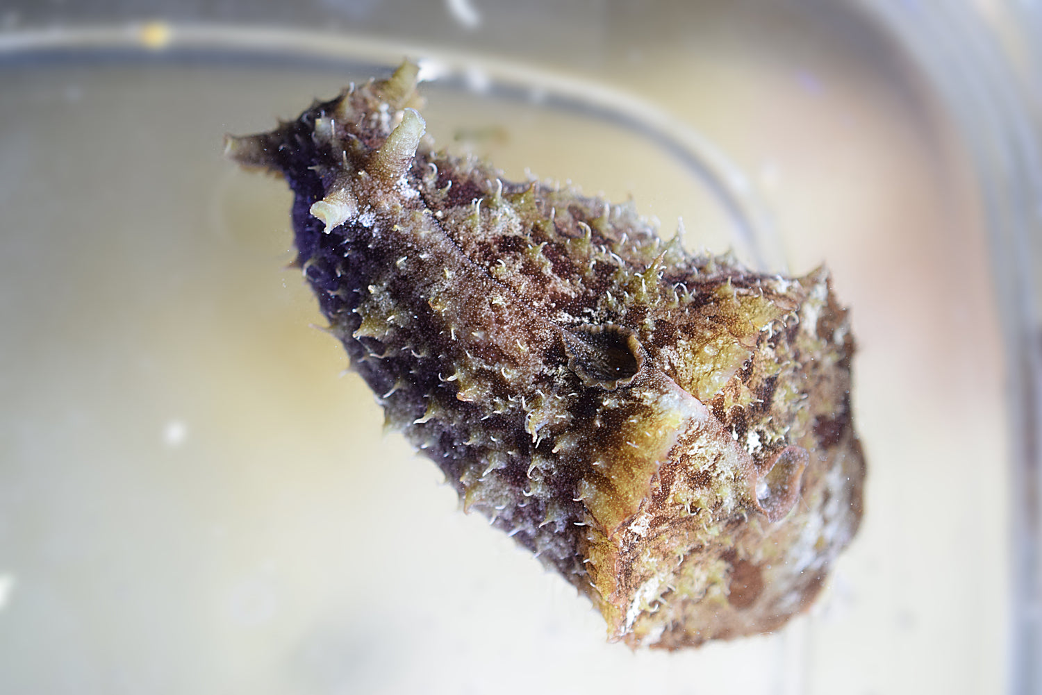 Sea Hare
