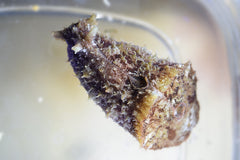 Sea Hare
