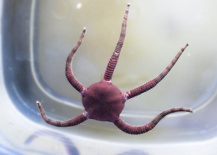 Serpent Starfish