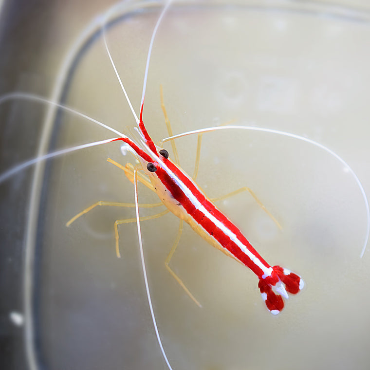 Skunk Cleaner Shrimp