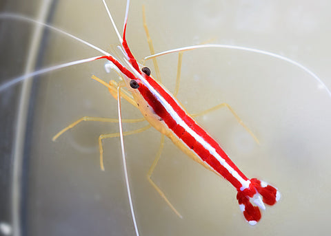 Skunk Cleaner Shrimp