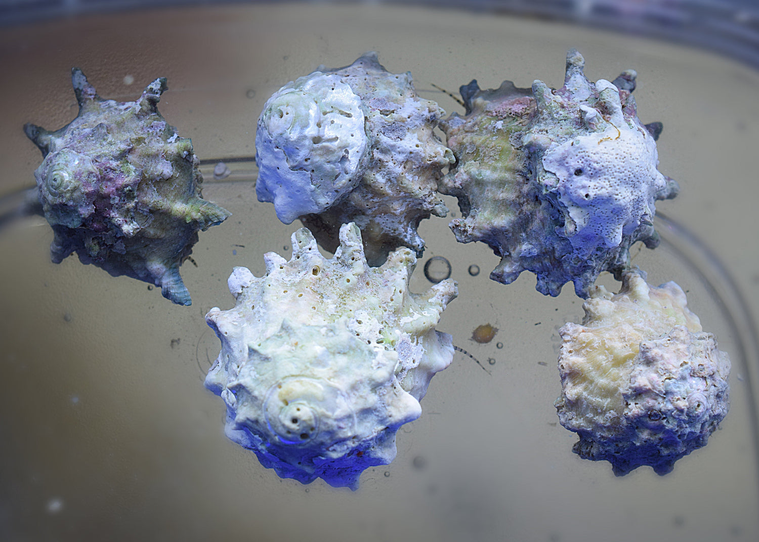 Star Astrea Snail