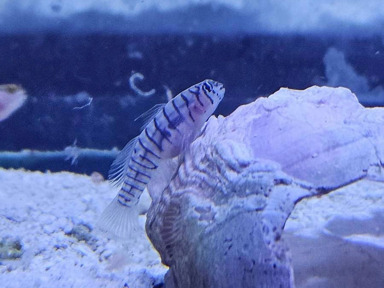 Tiger Marcrodon Goby
