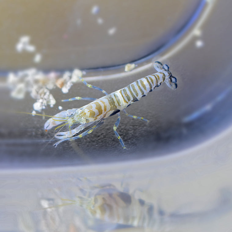 Tiger Pistol Shrimp