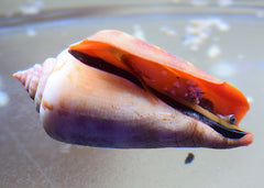 Tiger Sand Conch