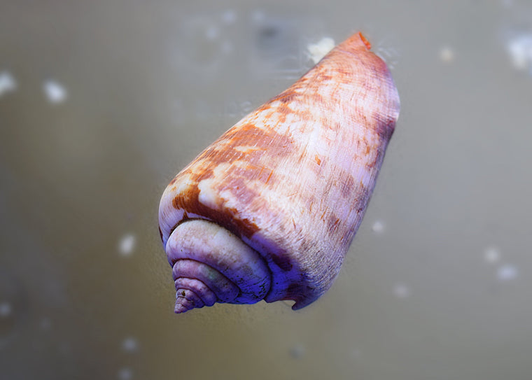 Tiger Sand Conch