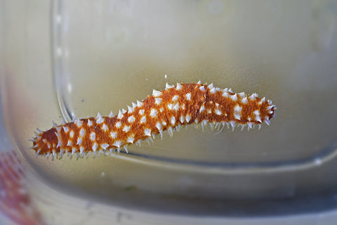Tigertail Cucumber