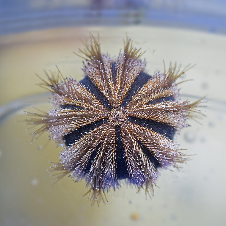 Tuxedo Urchins