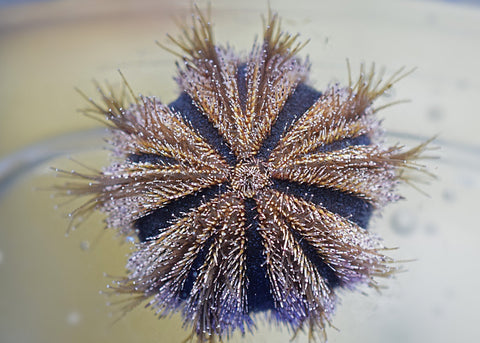 Tuxedo Urchins