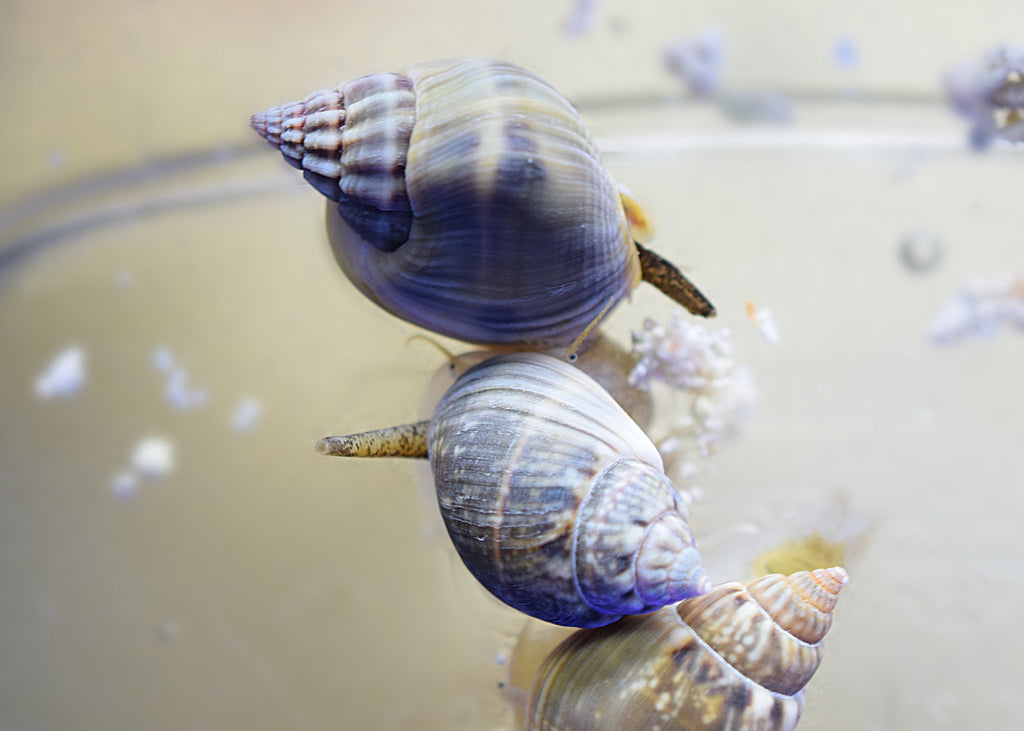 White Nassarius Snails