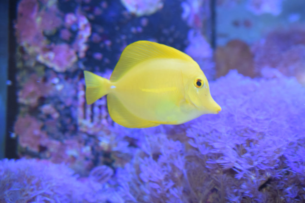 Yellow Tang (Wild)