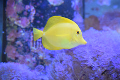 Yellow Tang (Wild)