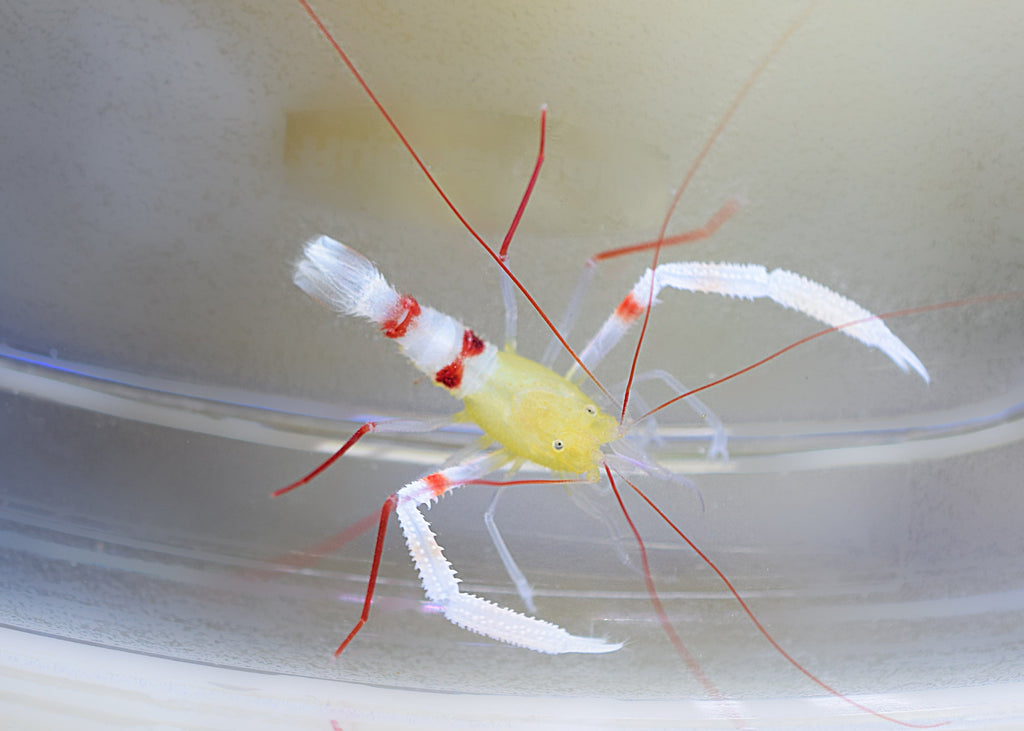 Zanzibar Coral Banded Shrimp