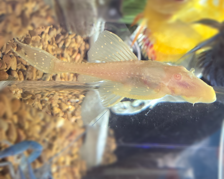 Albino Adonis Pleco