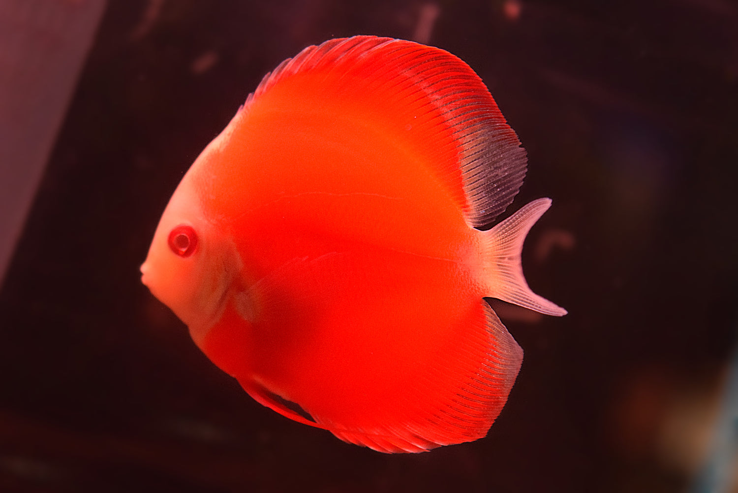Albino Red Melon Discus
