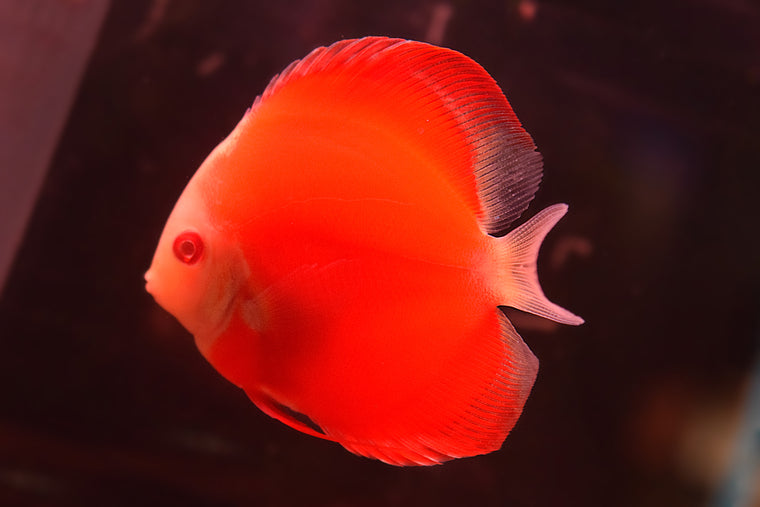Albino Red Melon Discus