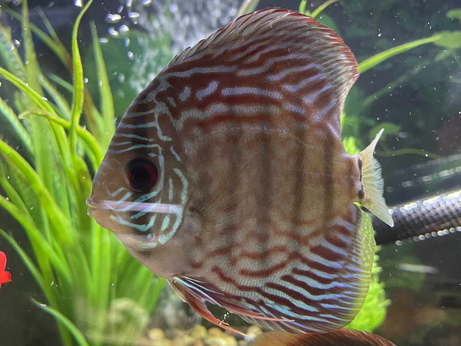 Turquoise Blue Discus Fish Blue Turquoise Discus Juvenile