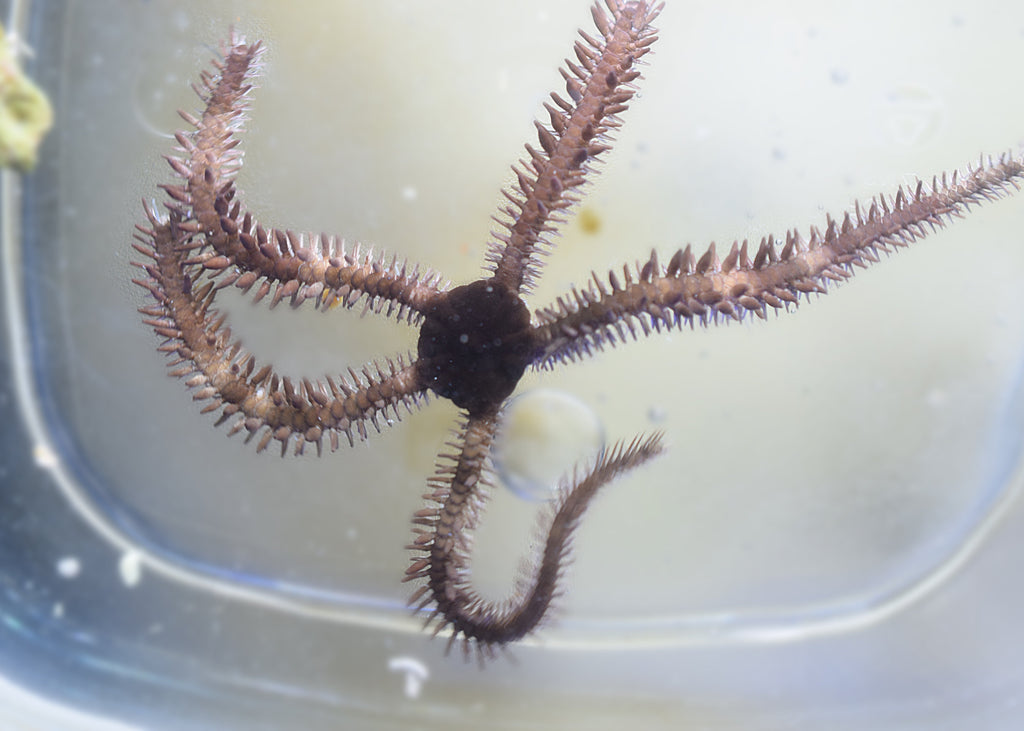Brittle Starfish