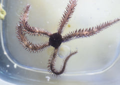 Brittle Starfish