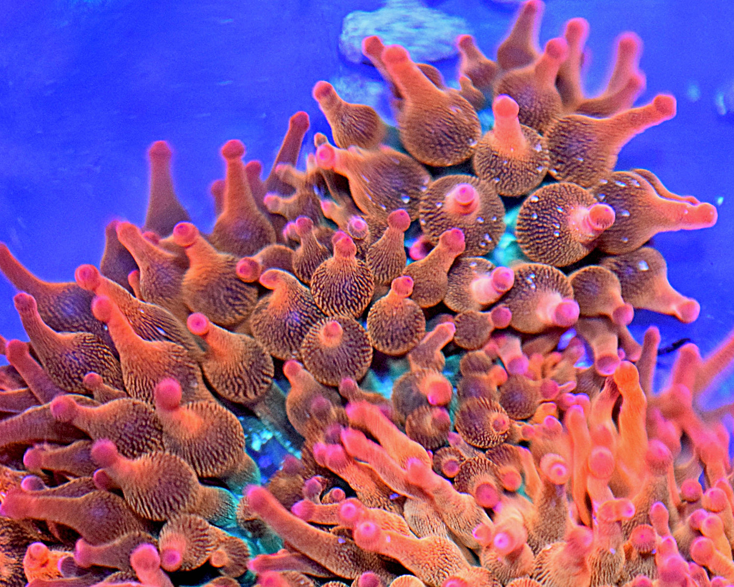 Rainbow Rose Bubbletip Anemone