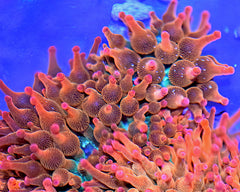 Rainbow Rose Bubbletip Anemone