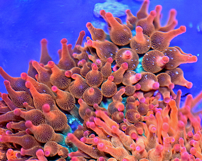 Rainbow Rose Bubbletip Anemone