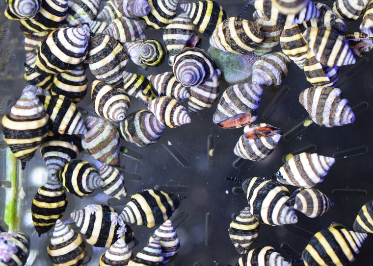 Bumblebee Snail
