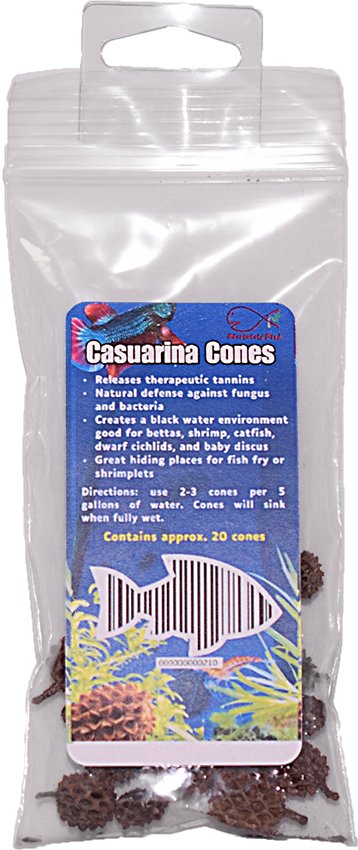 Casuarina Cone