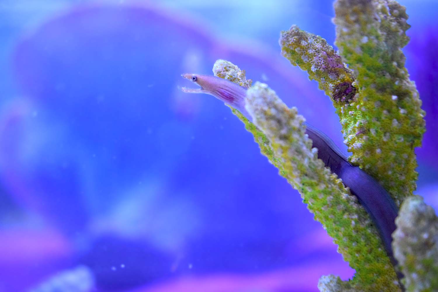 Chestnut Moray