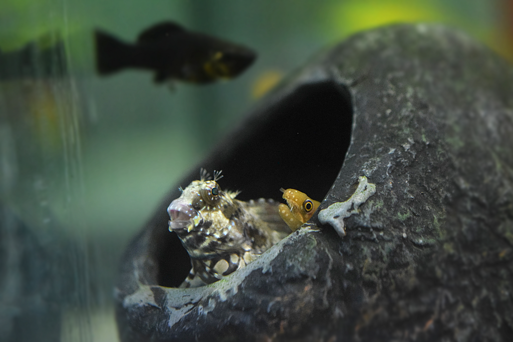 Algae Blenny