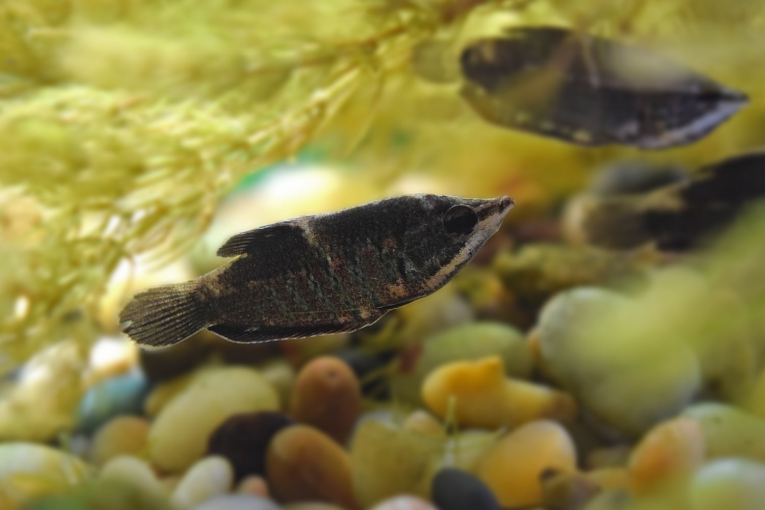 Samurai Chocolate Gourami