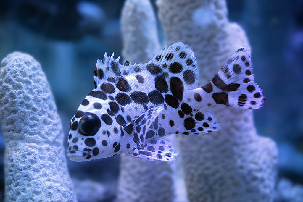 Clown Sweetlips