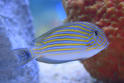 Clown Tang